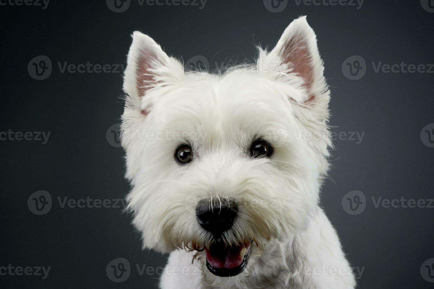 retrato de un linda Oeste tierras altas blanco terrier foto