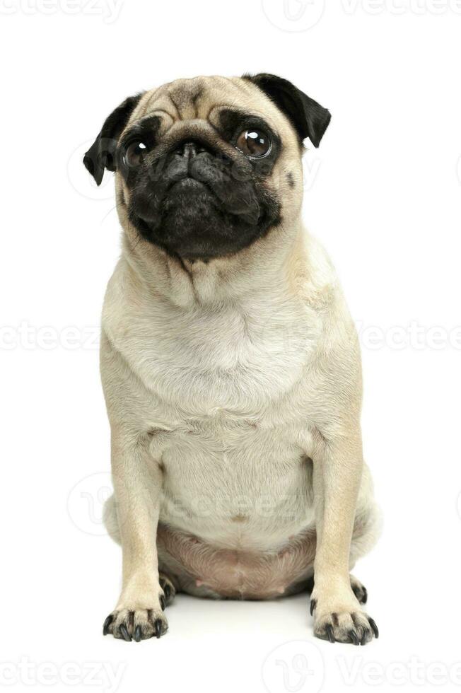 Studio shot of an adorable Pug photo