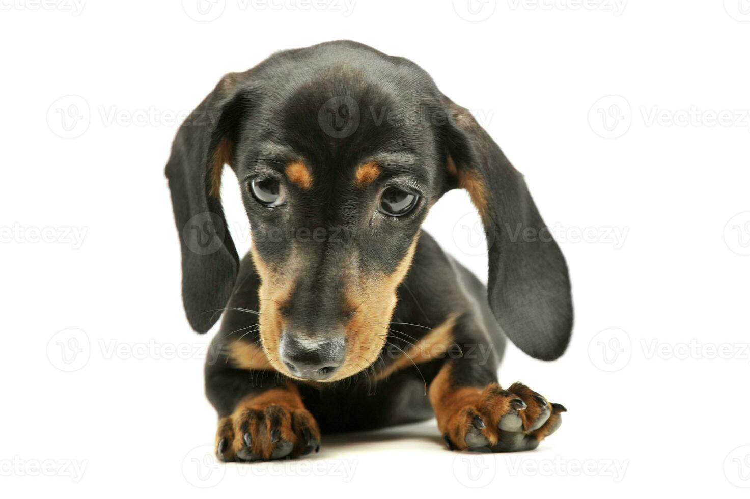 Studio shot of an adorable Dachshund puppy photo