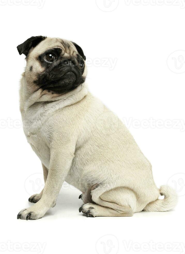 Studio shot of an adorable Pug or Mops sitting and looking up curiously photo