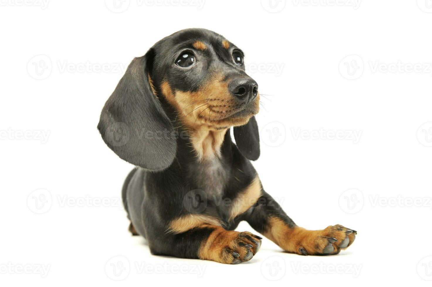 Studio shot of an adorable Dachshund puppy photo