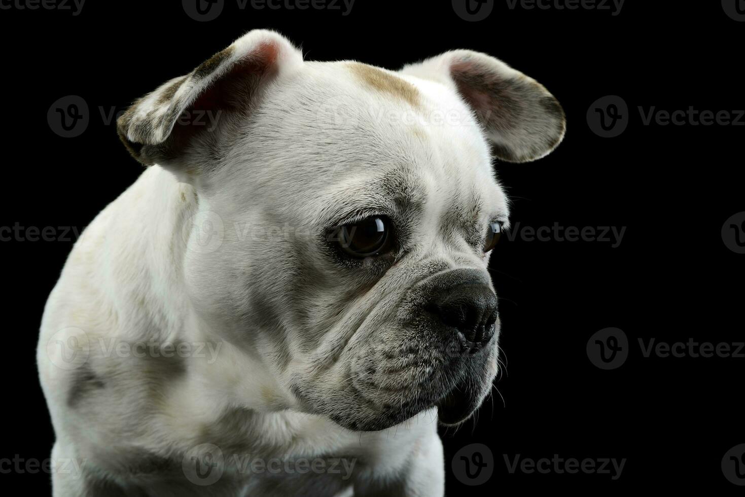 white french bulldog with funny ears posing in a dark photo studio