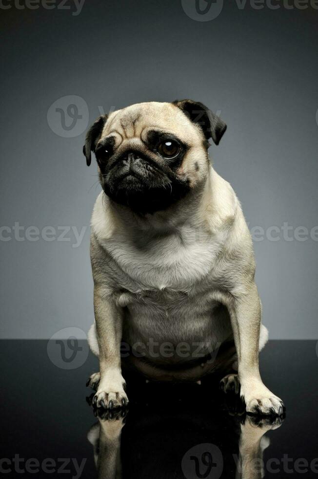 Studio shot of an adorable Pug photo