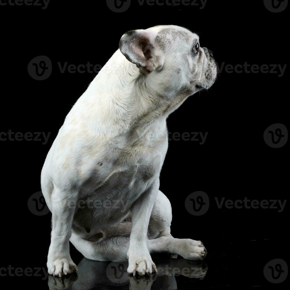 white french bulldog with funny ears posing in a dark photo studio