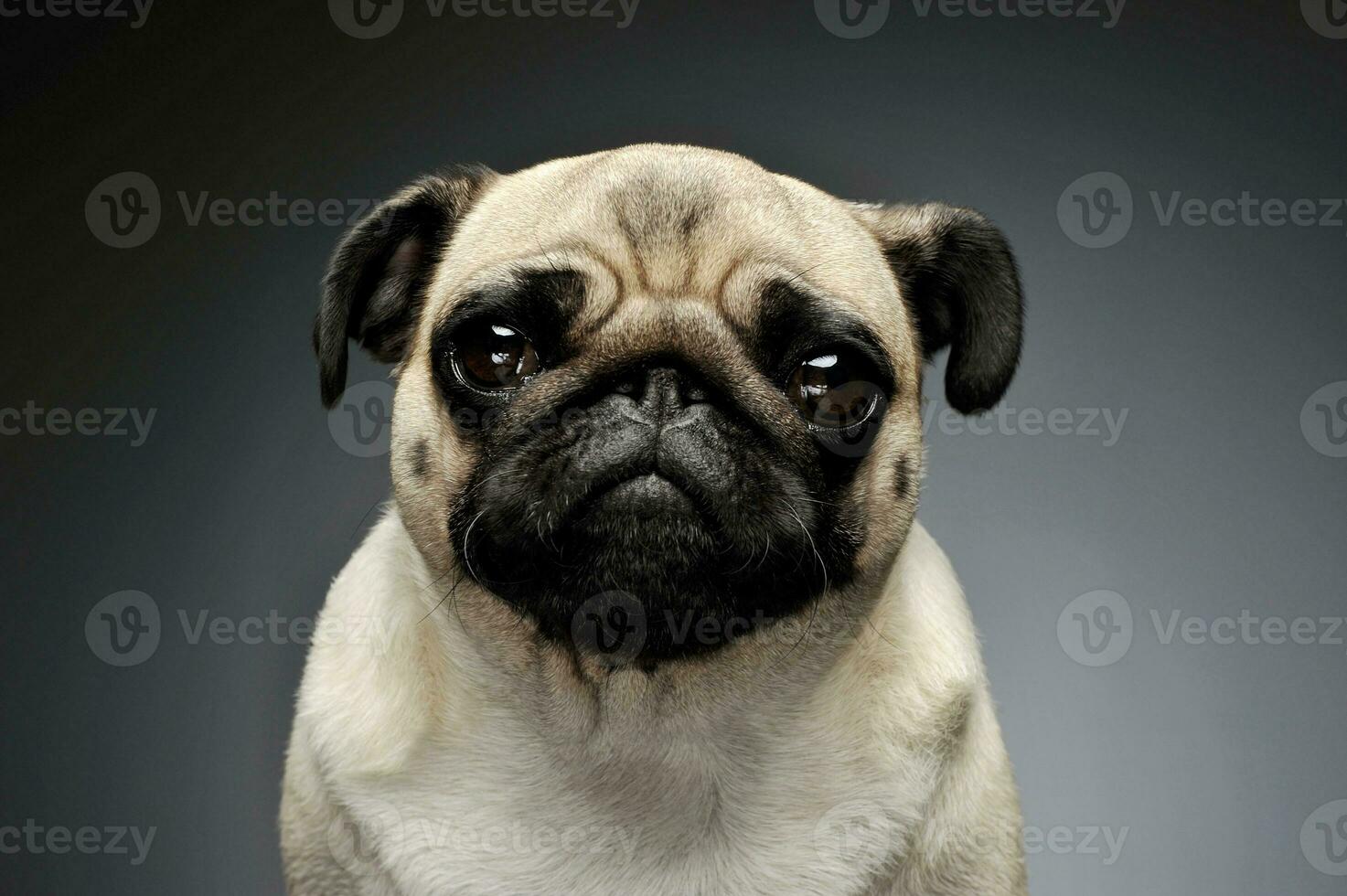 Portrait of an adorable Pug photo