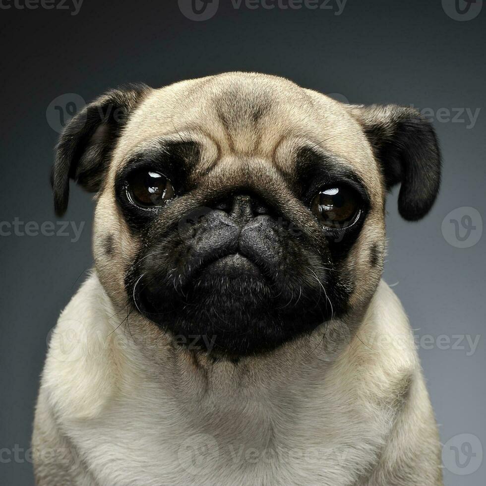 pug portrait in a grey photo studio