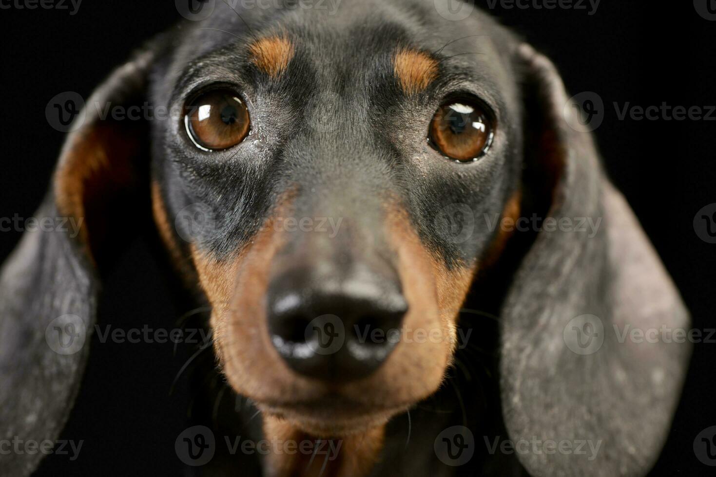 Portrait of an adorable Dachshund dog photo