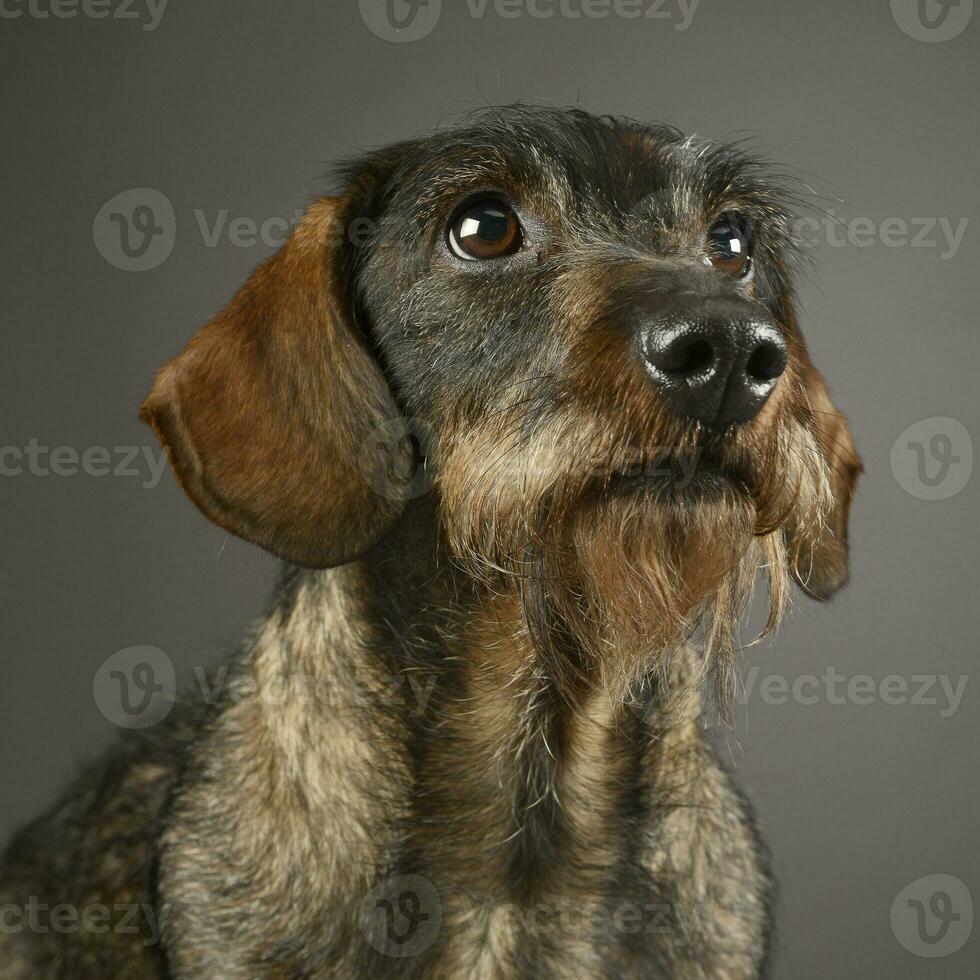 wired hair dachshund portrait a in studio photo