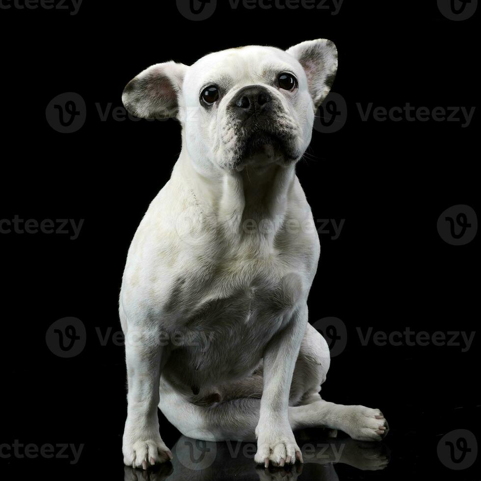 blanco francés buldog con gracioso orejas posando en un oscuro foto estudio