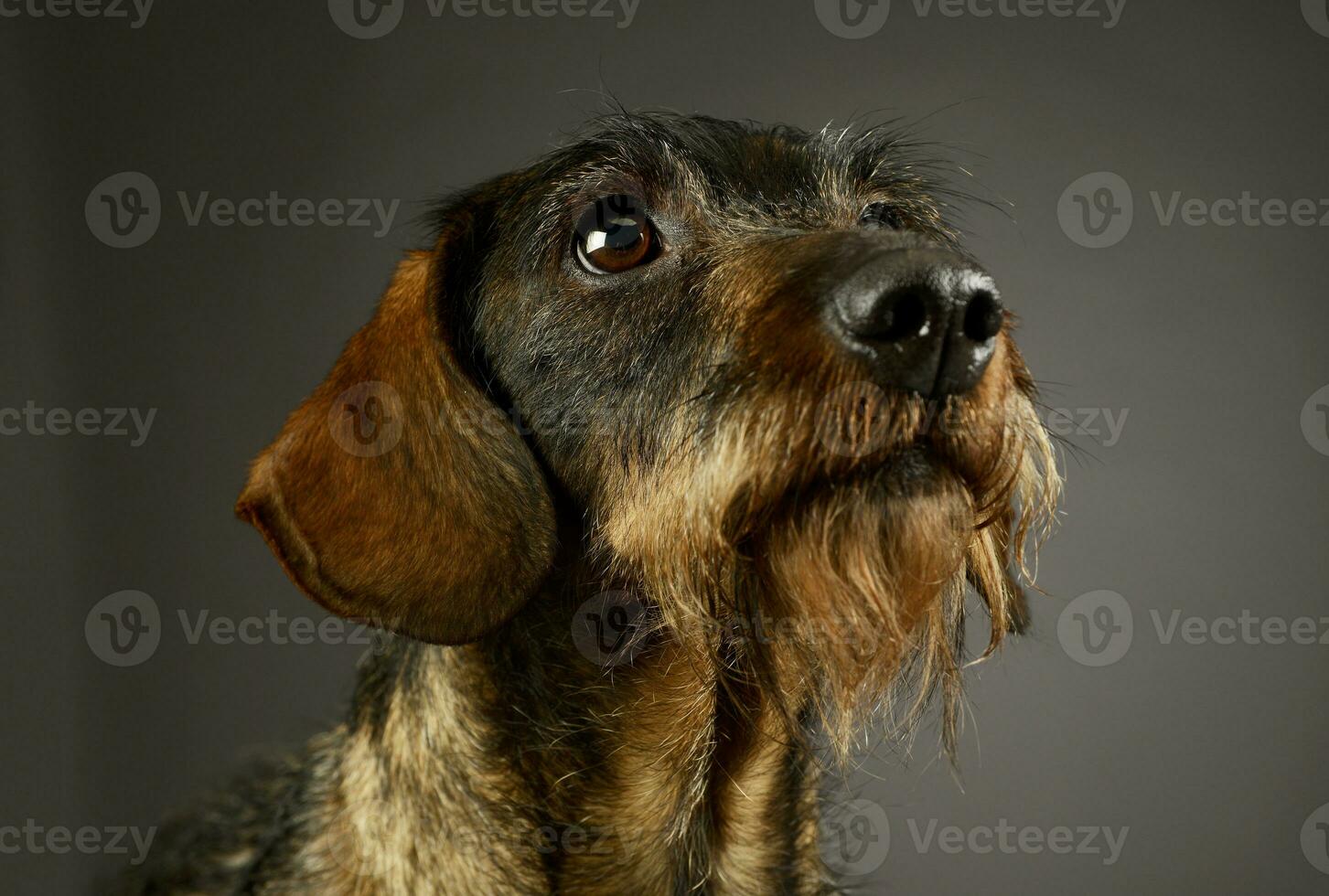 Portrait of an adorable Dachshund photo