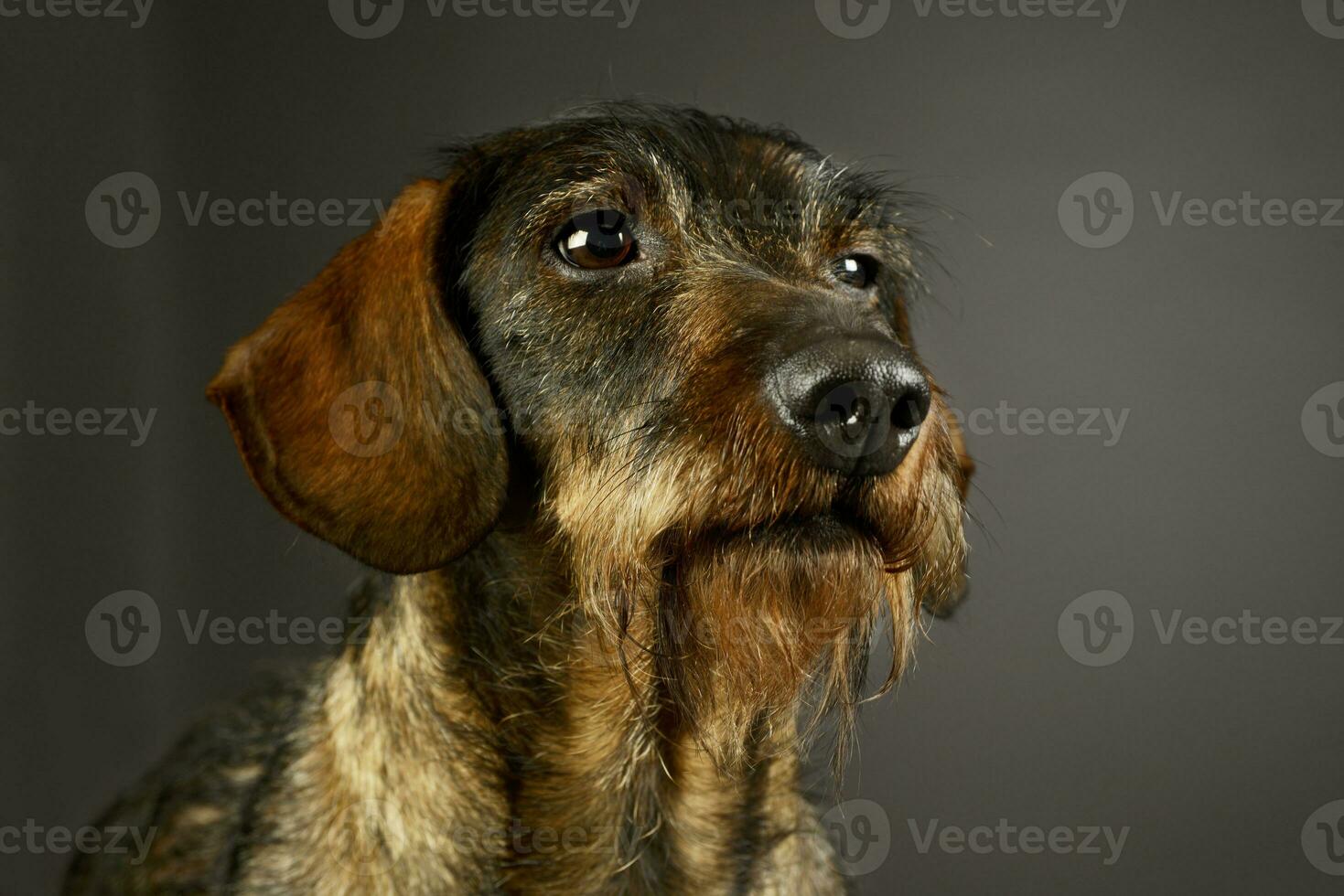 Portrait of an adorable Dachshund photo