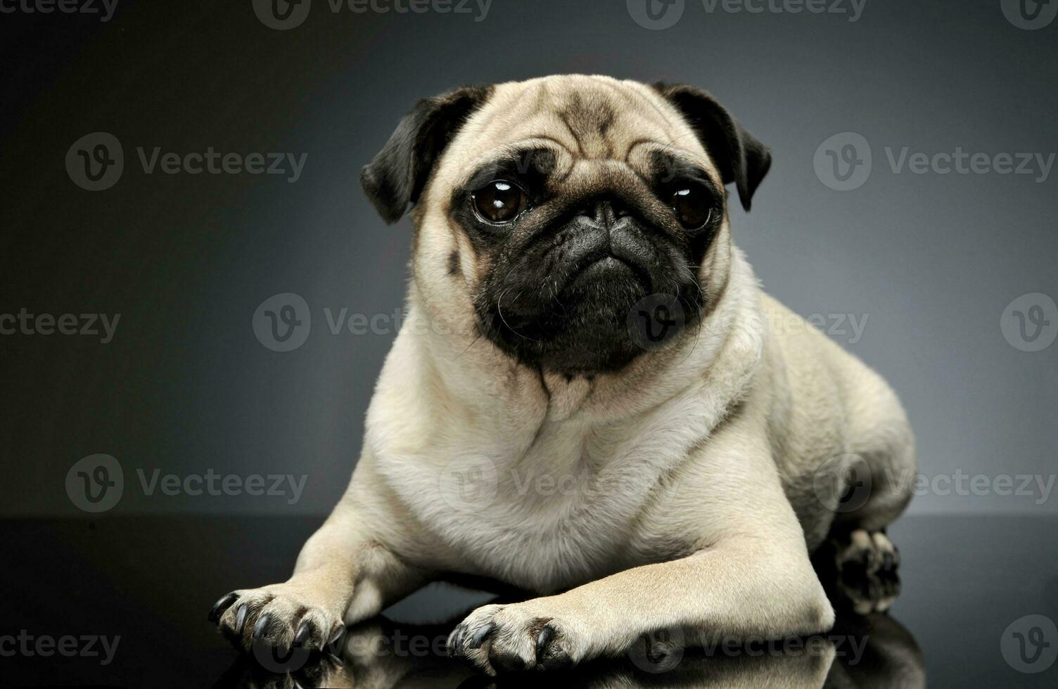 Studio shot of an adorable Pug photo