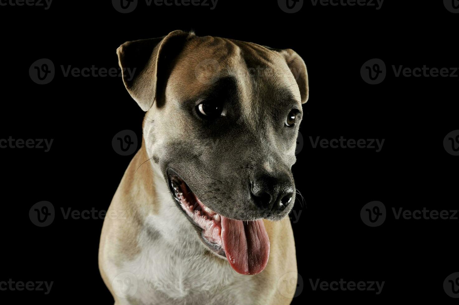 Studio portrait shot of a lovely Staffordshire Terrier photo