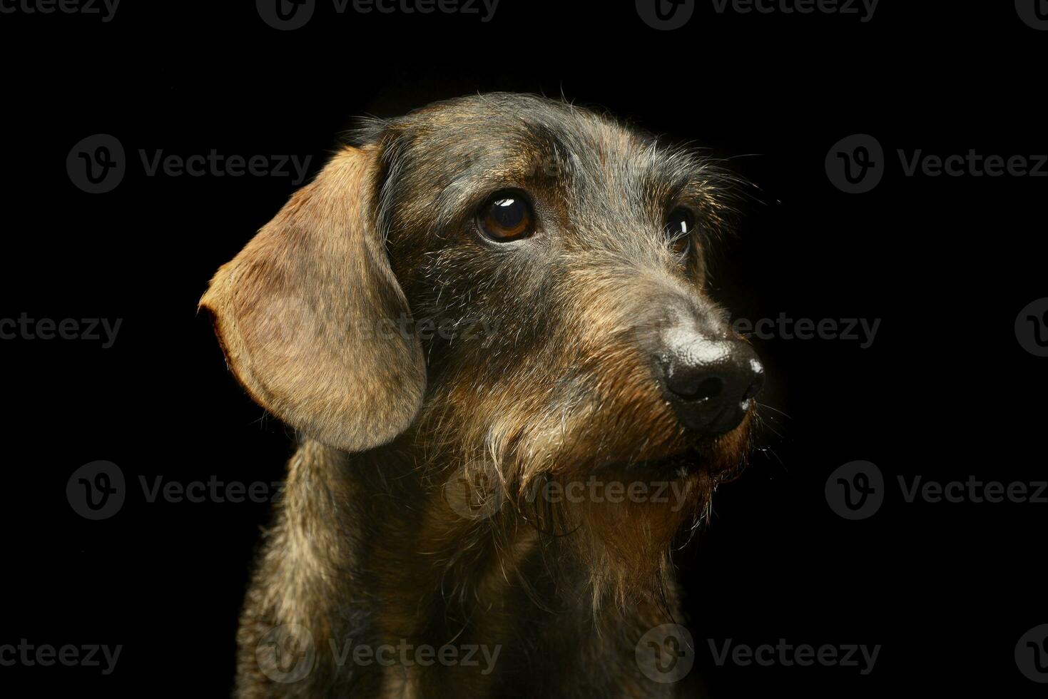 wired hair dachshund portrait a in studio photo