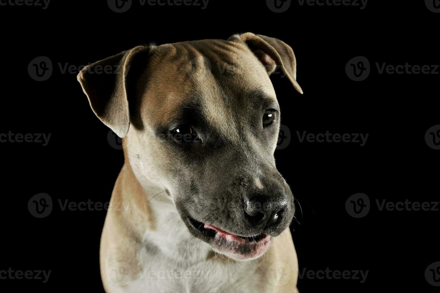 Studio portrait shot of a lovely Staffordshire Terrier photo