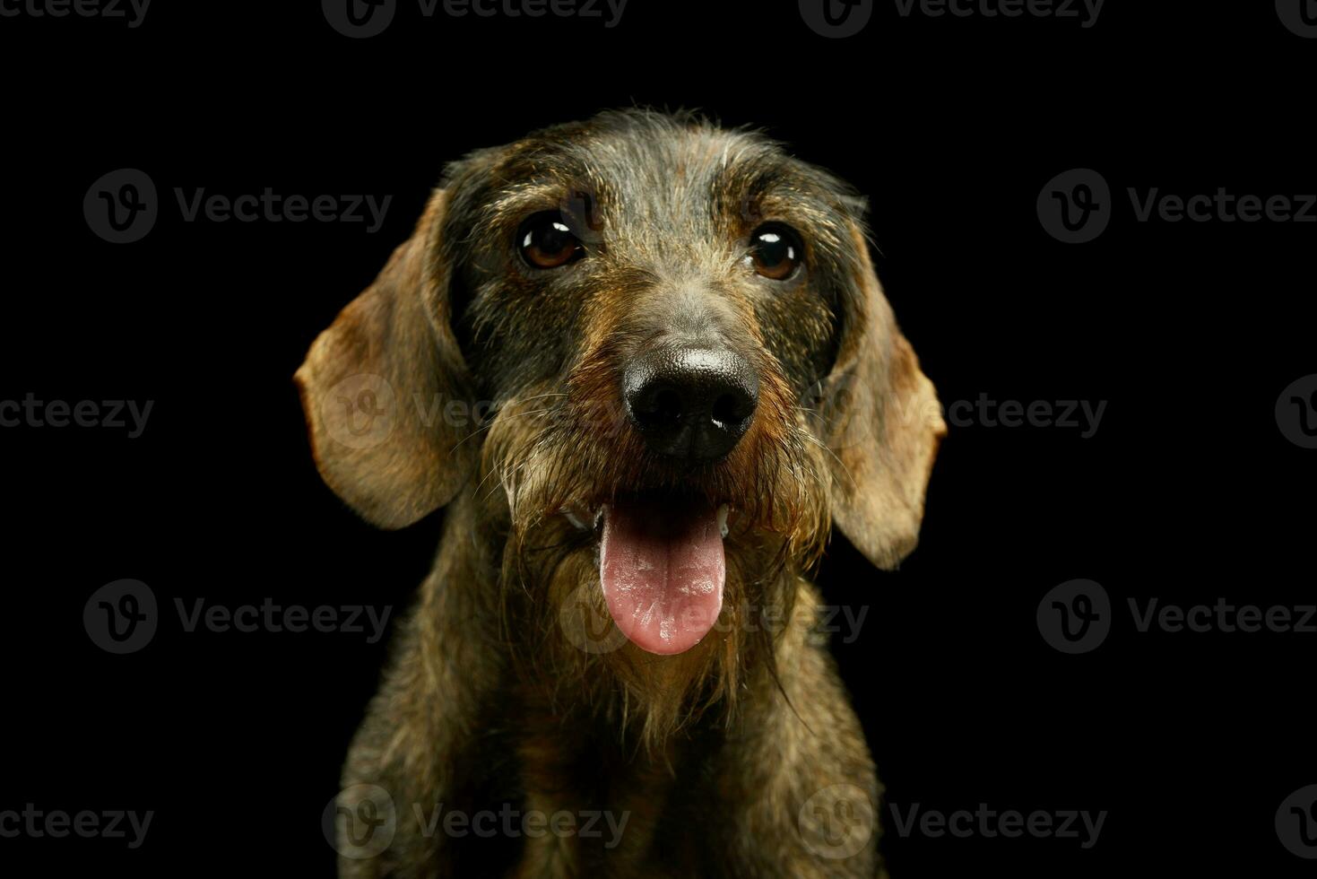 Portrait of an adorable Dachshund photo