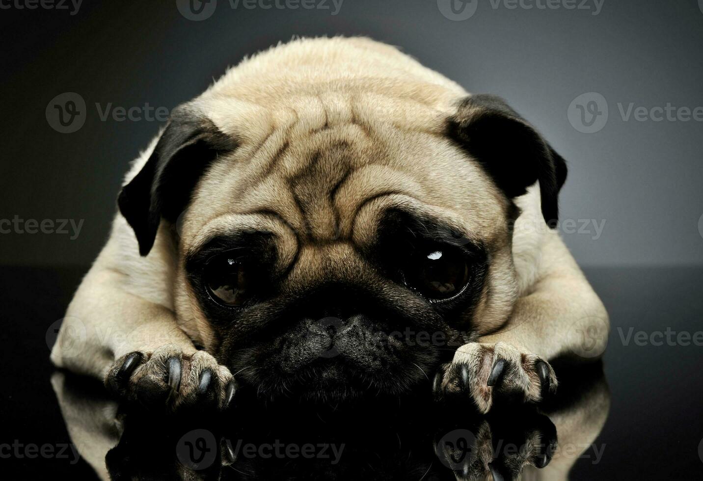 Studio shot of an adorable Pug photo