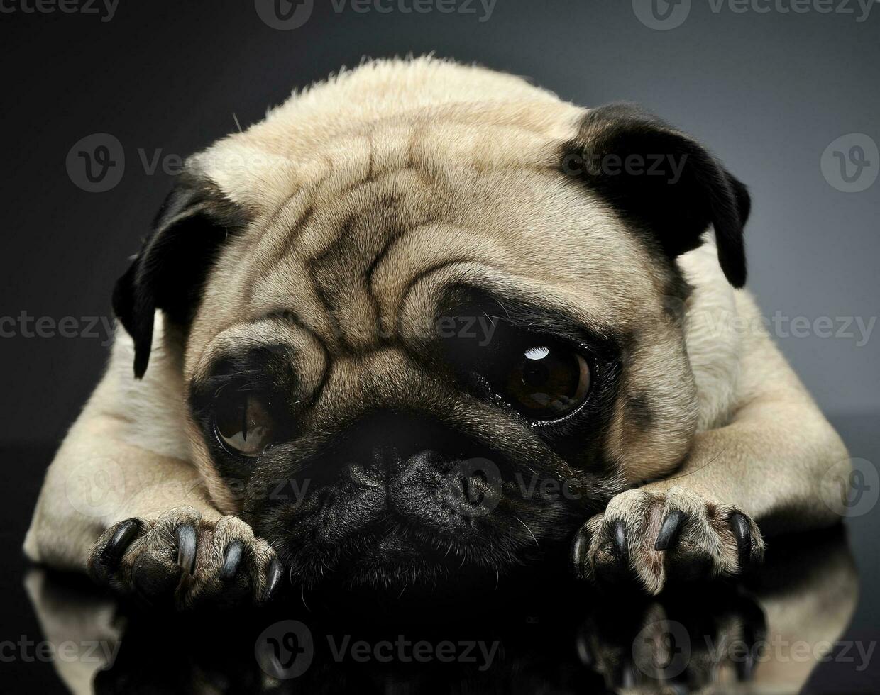 pug relaxing in a grey photo studio