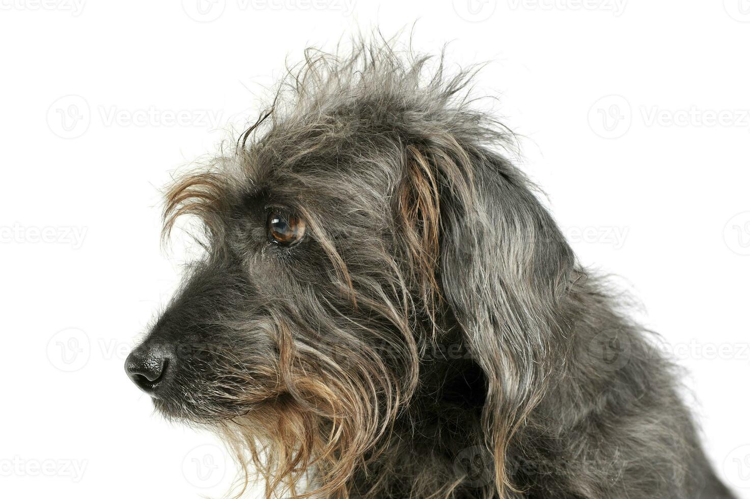 Portrait of an adorable Dachshund photo