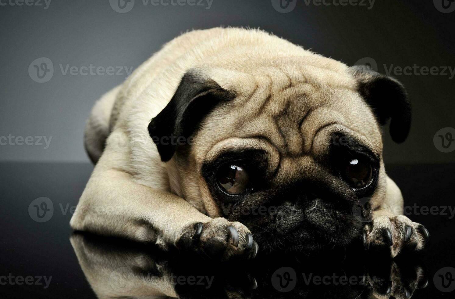 Studio shot of an adorable Pug photo