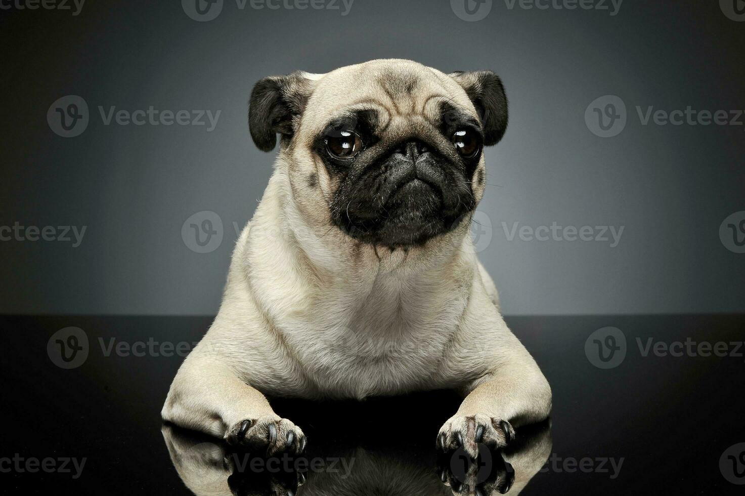 Studio shot of an adorable Pug or Mops lying and looking curiously at the camera photo