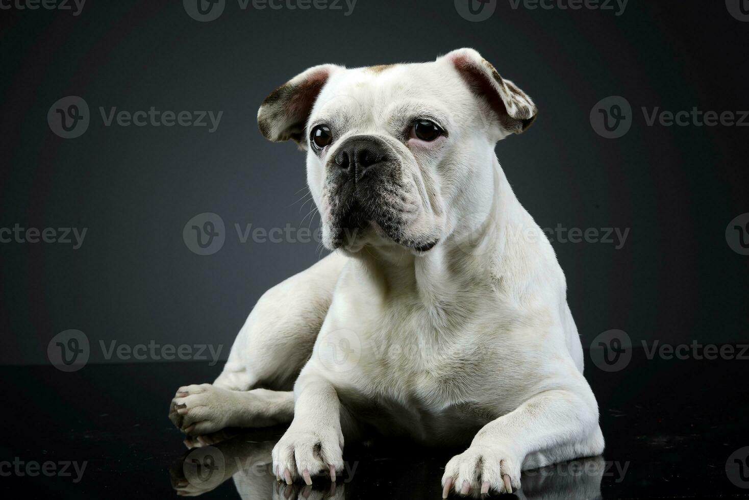 white french bulldog with funny ears posing in a dark photo studio