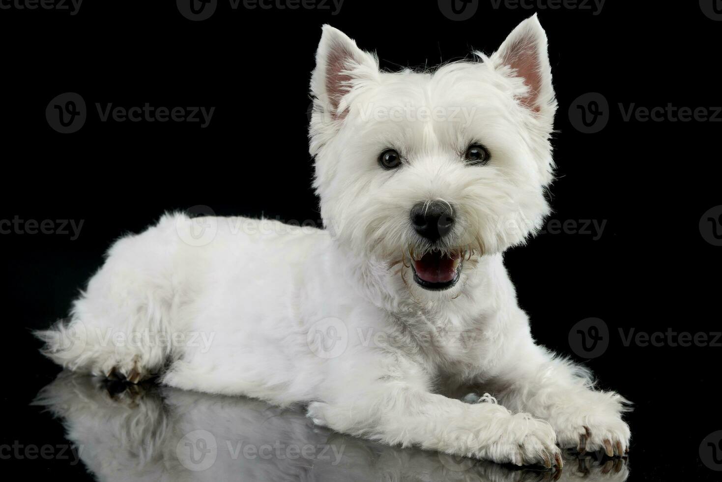 Studio shot of a cute west highland white terrier photo