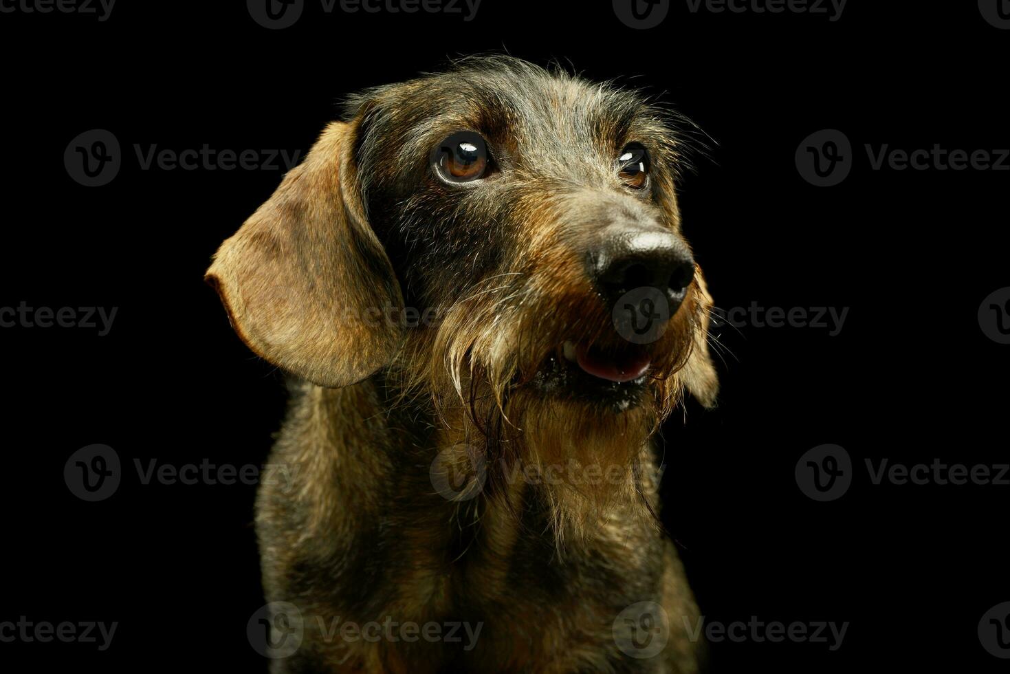 Portrait of an adorable Dachshund photo