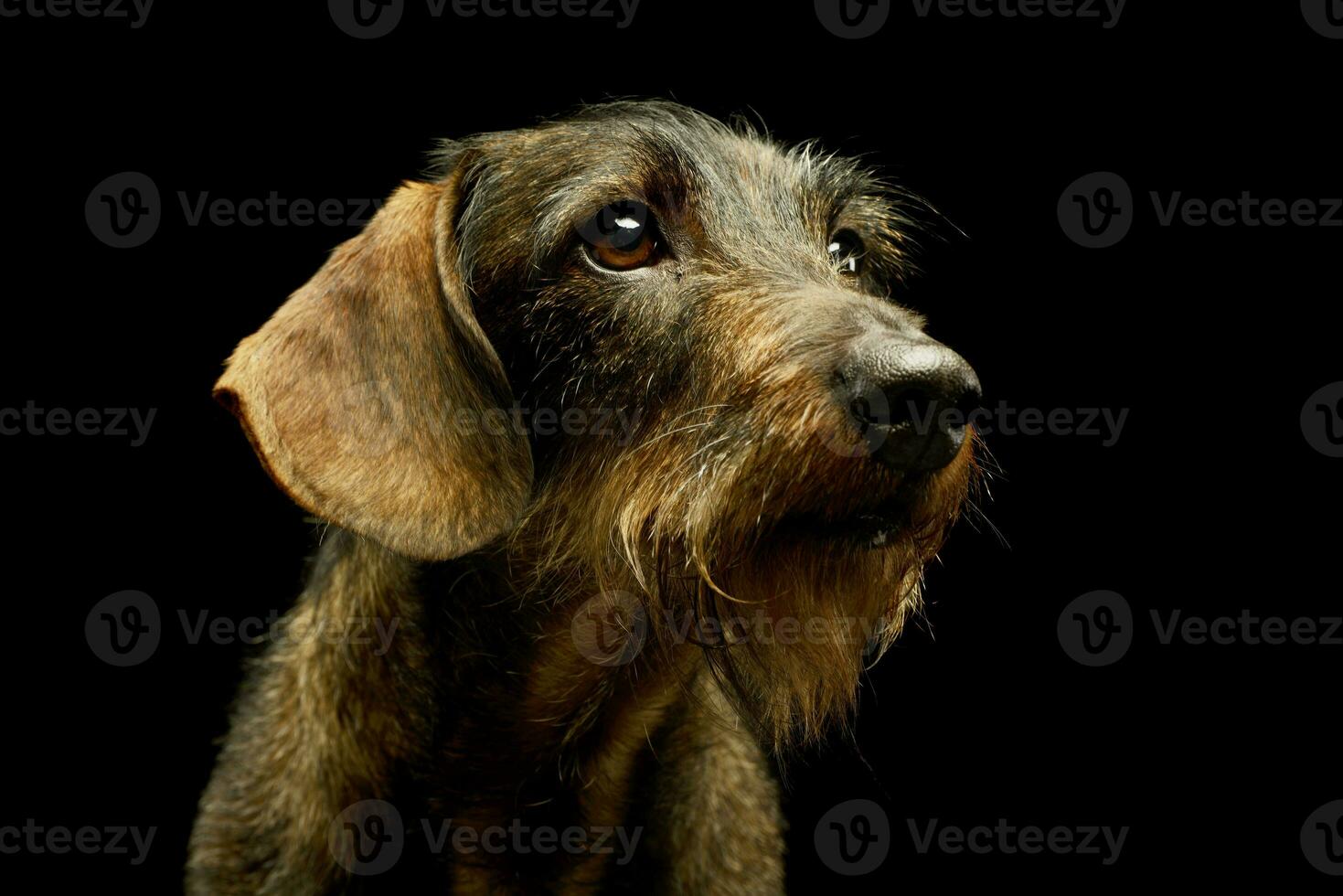 Portrait of an adorable Dachshund photo