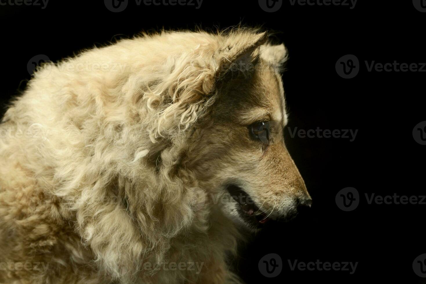 Mixed breed funny dog is relaxing in a dark photo studio