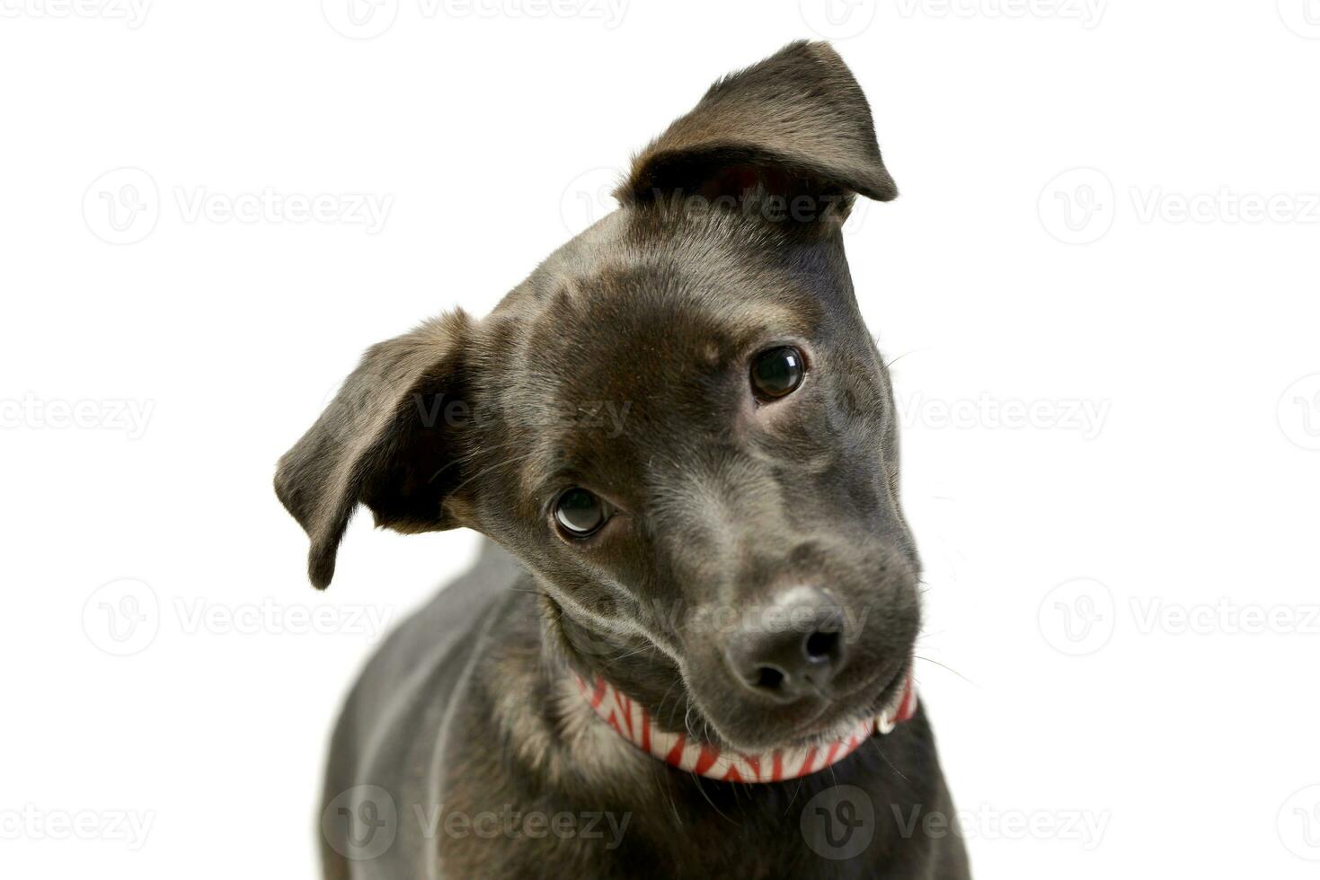 Portrait of an adorable mixed breed puppy photo