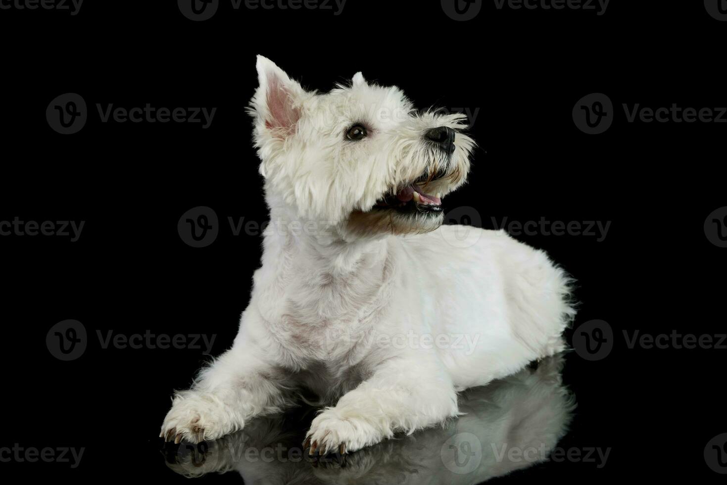 Studio shot of an adorable West Highland White Terrier photo