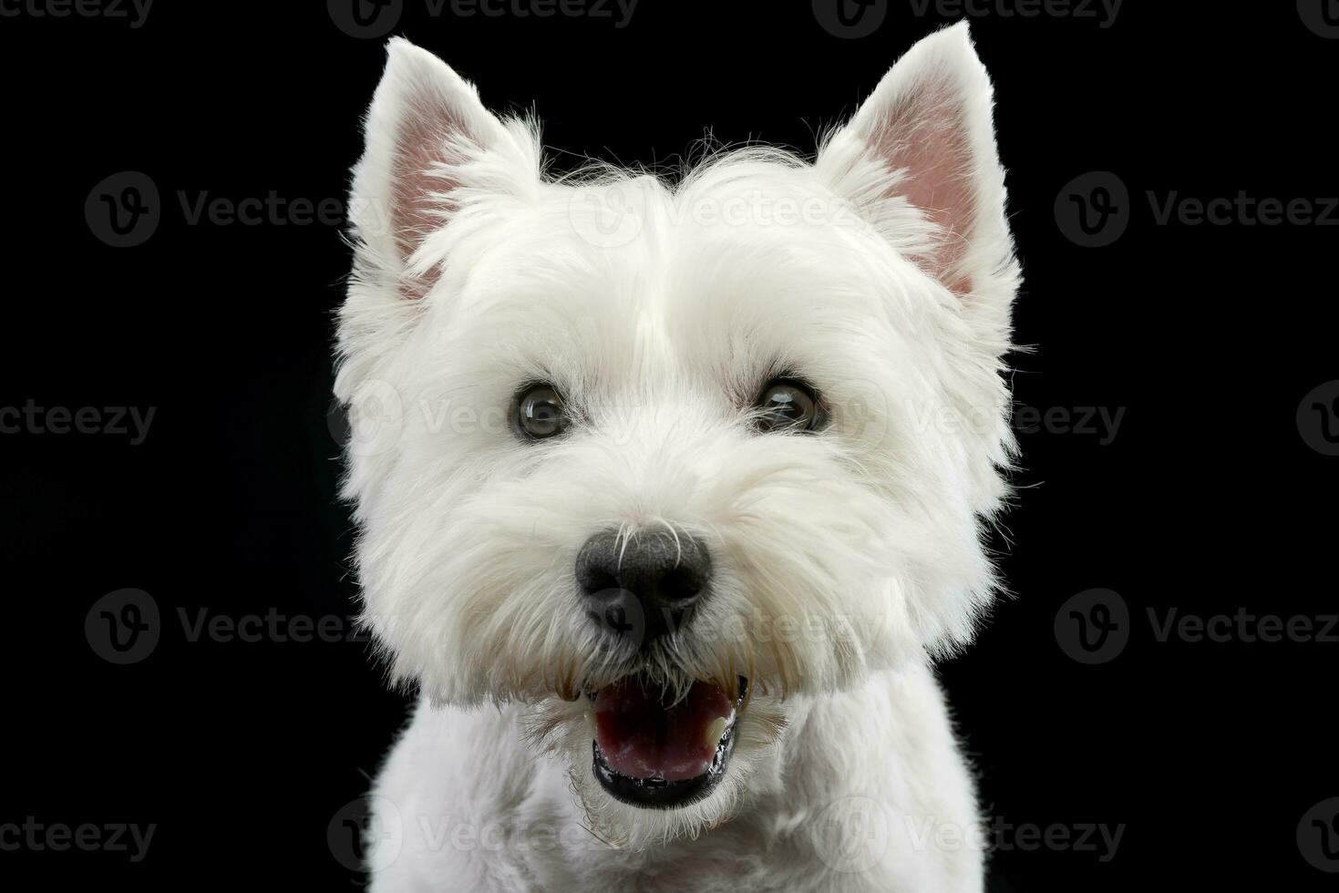 Portrait of a cute west highland white terrier photo