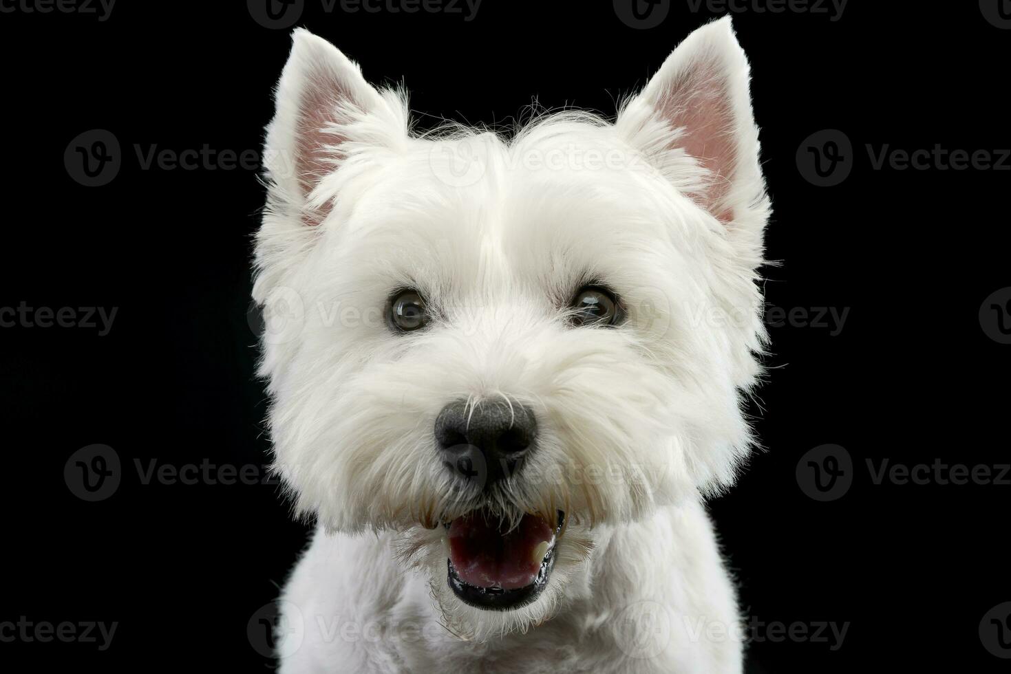 retrato de un linda Oeste tierras altas blanco terrier foto