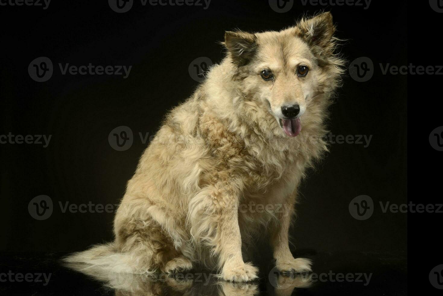 Mixed breed funny dog is relaxing in a dark photo studio