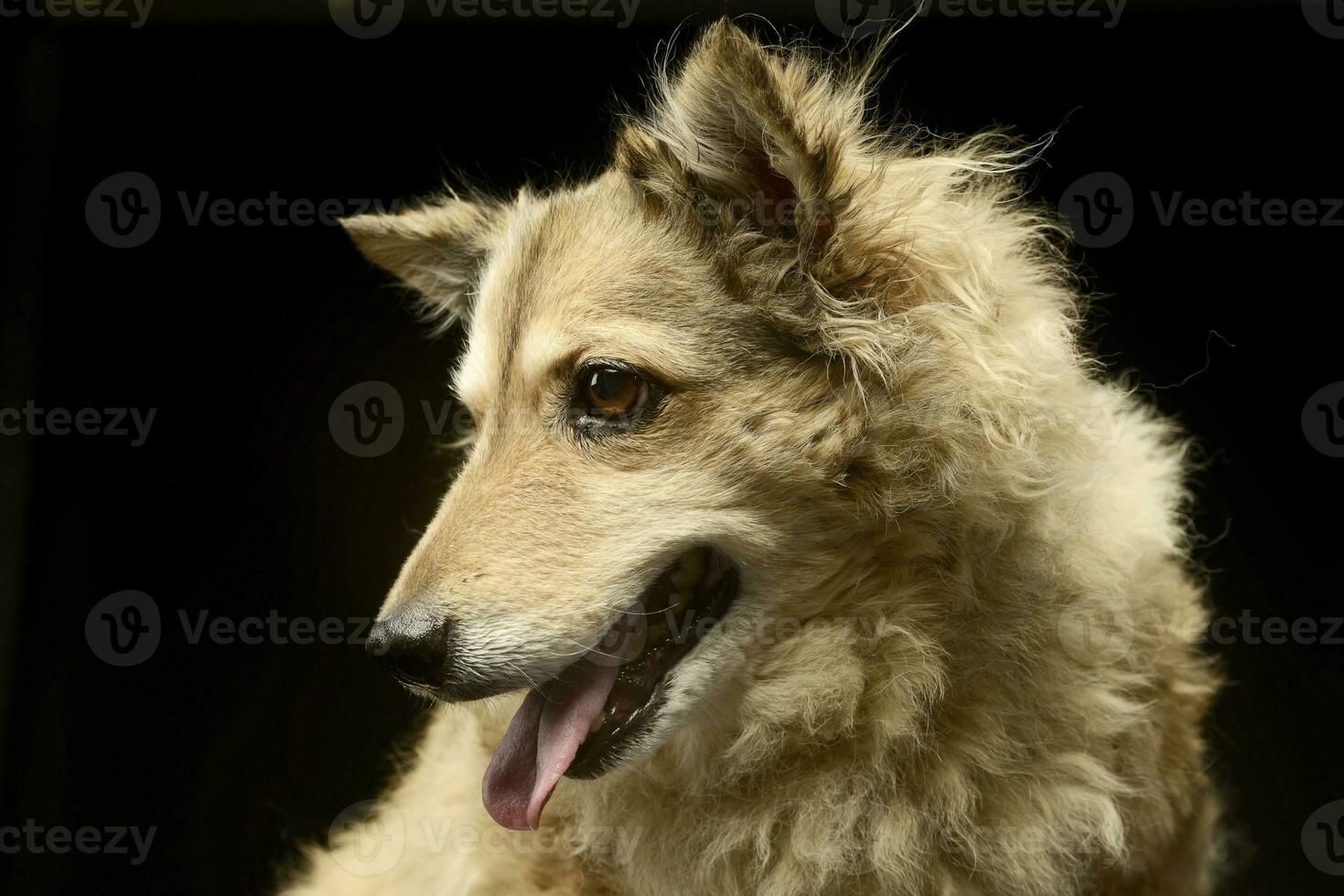 Mixed breed funny dog is relaxing in a dark photo studio