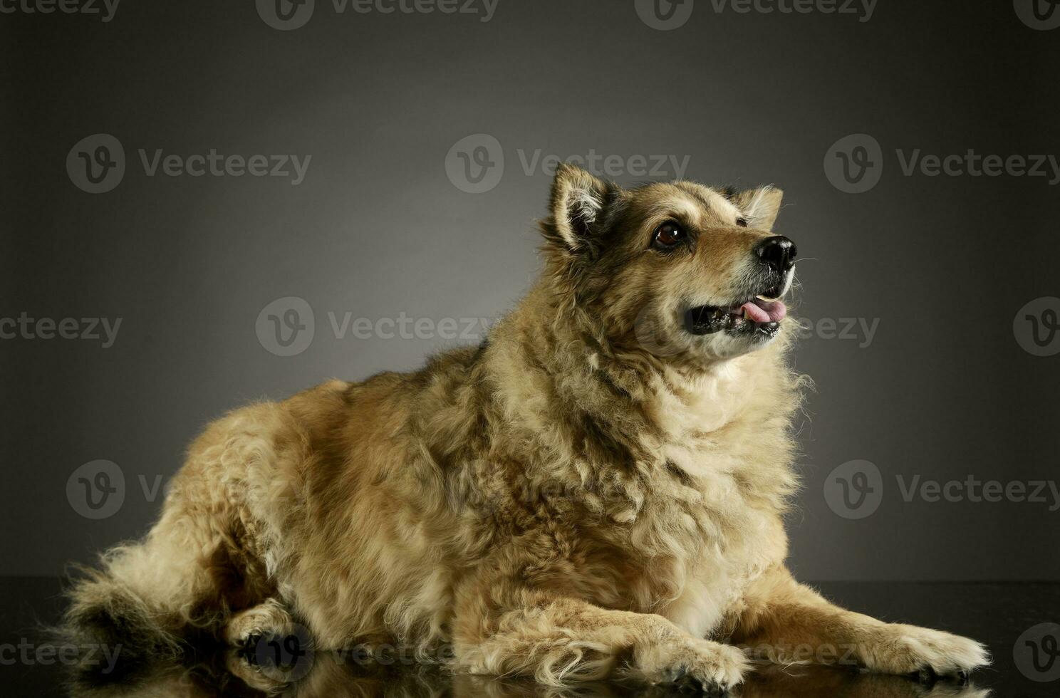 Studio shot of an adorable mixed breed dog photo