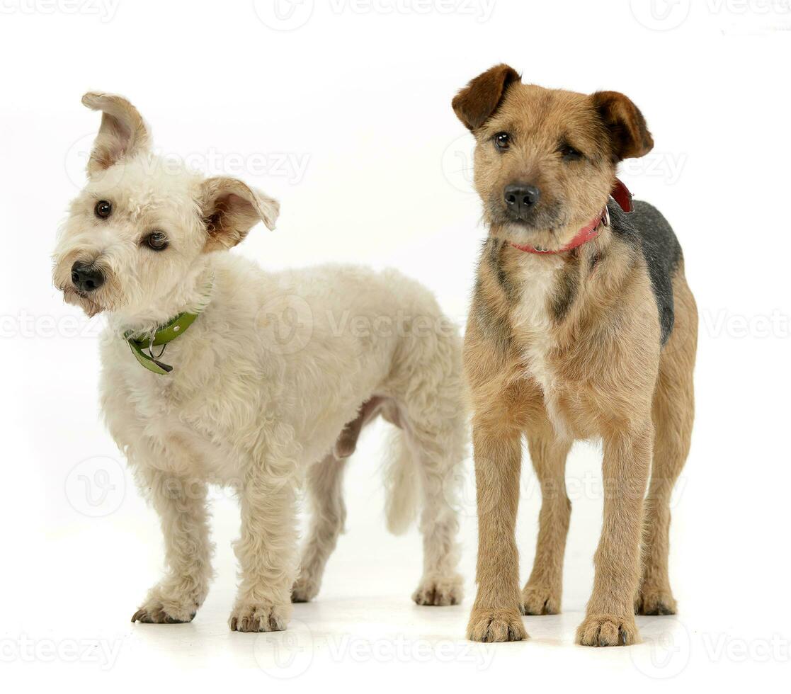 Studio shot of two adorable mixed breed dog photo