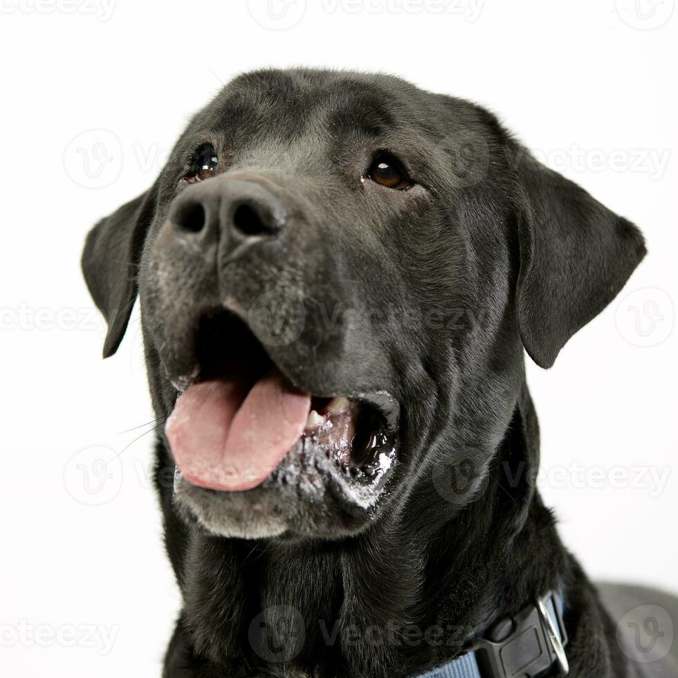 Portrait of an adorable Labrador retriever photo