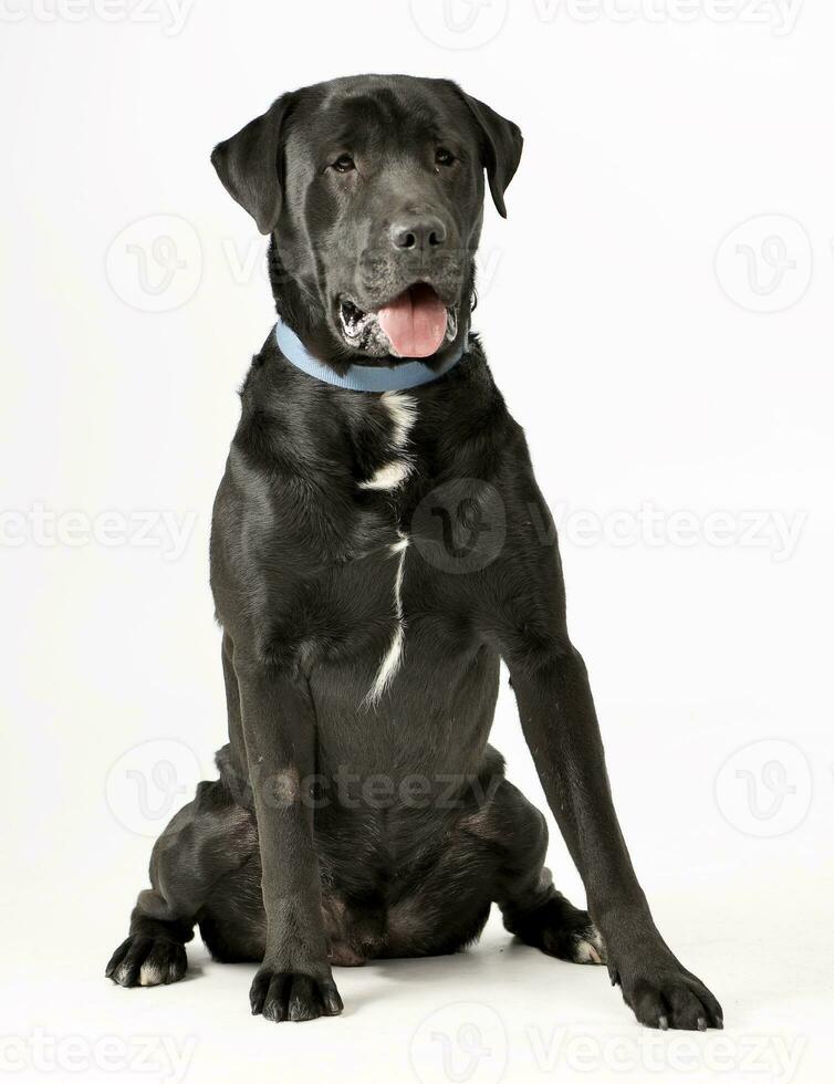 Studio shot of an adorable Labrador retriever photo