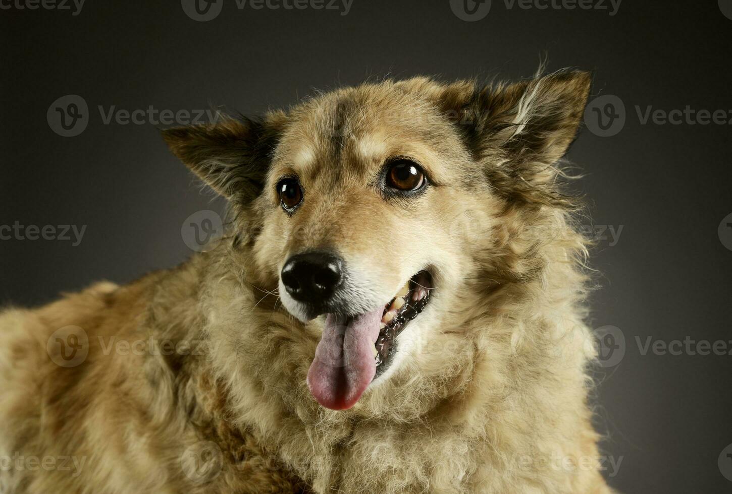 Portrait of an adorable mixed breed dog photo