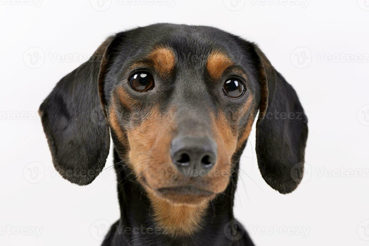 Portrait of an adorable Dachshund photo