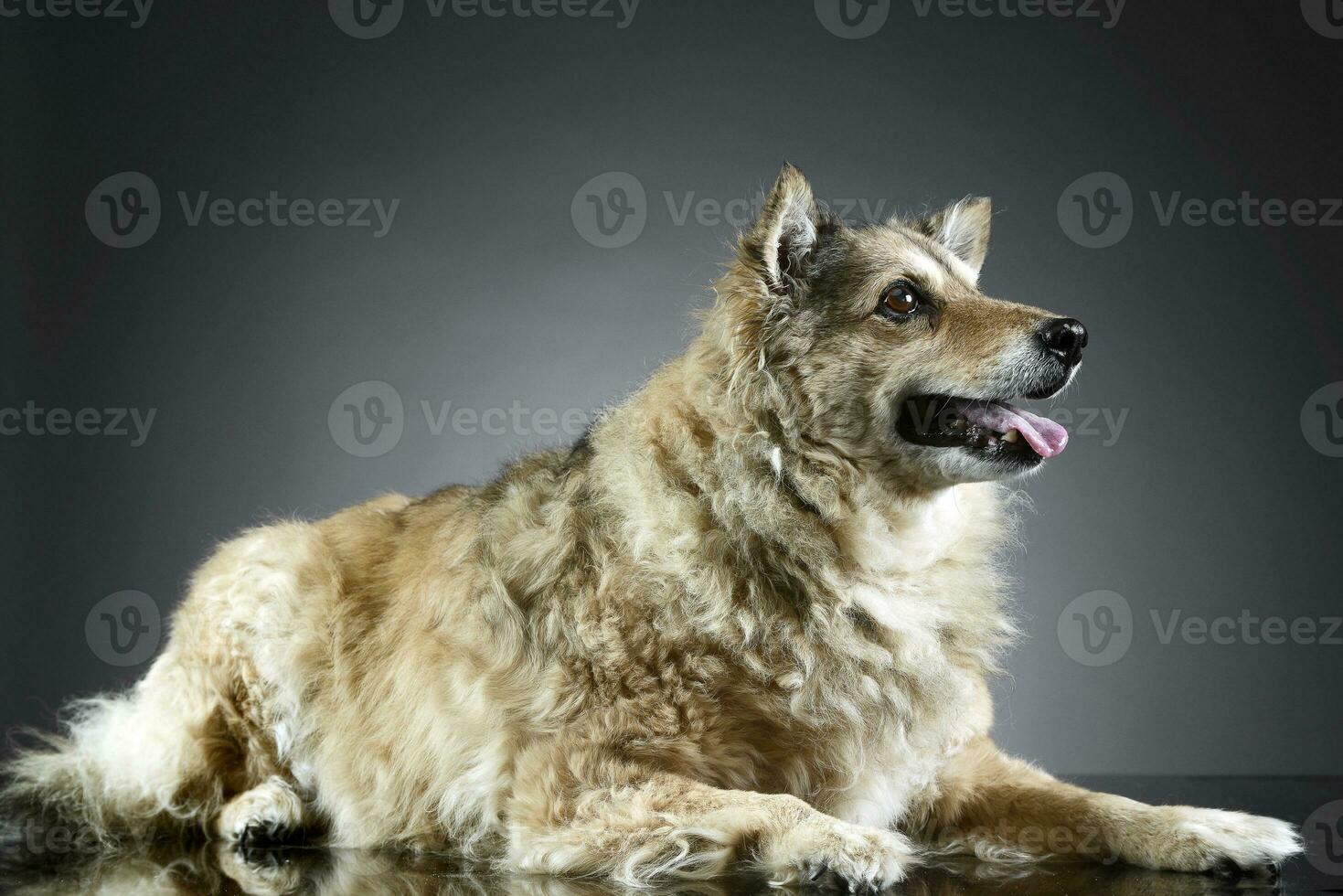 mezclado raza gracioso perro es relajante en un oscuro foto estudio