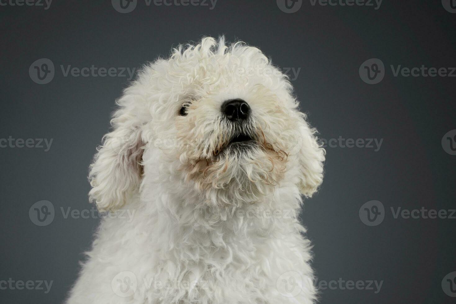 Portrait of a cute Puli puppy photo