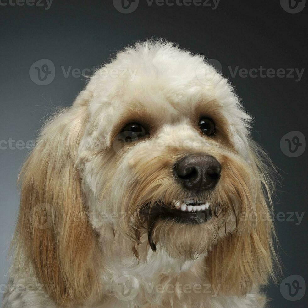 cute havanese portrait in dark background photo