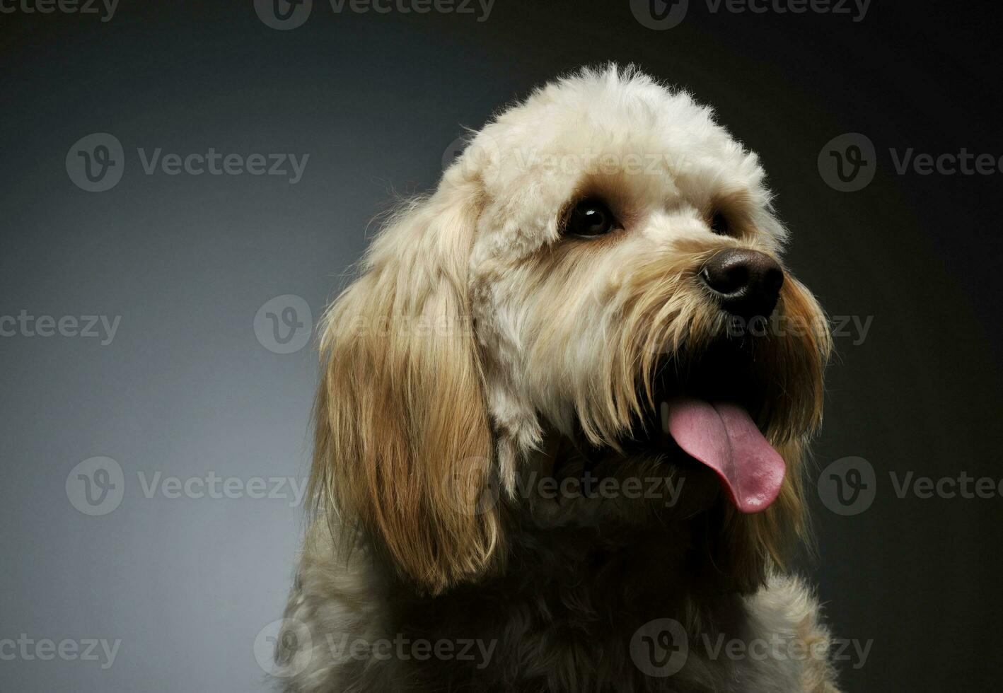Portrait of an adorable mixed breed dog photo