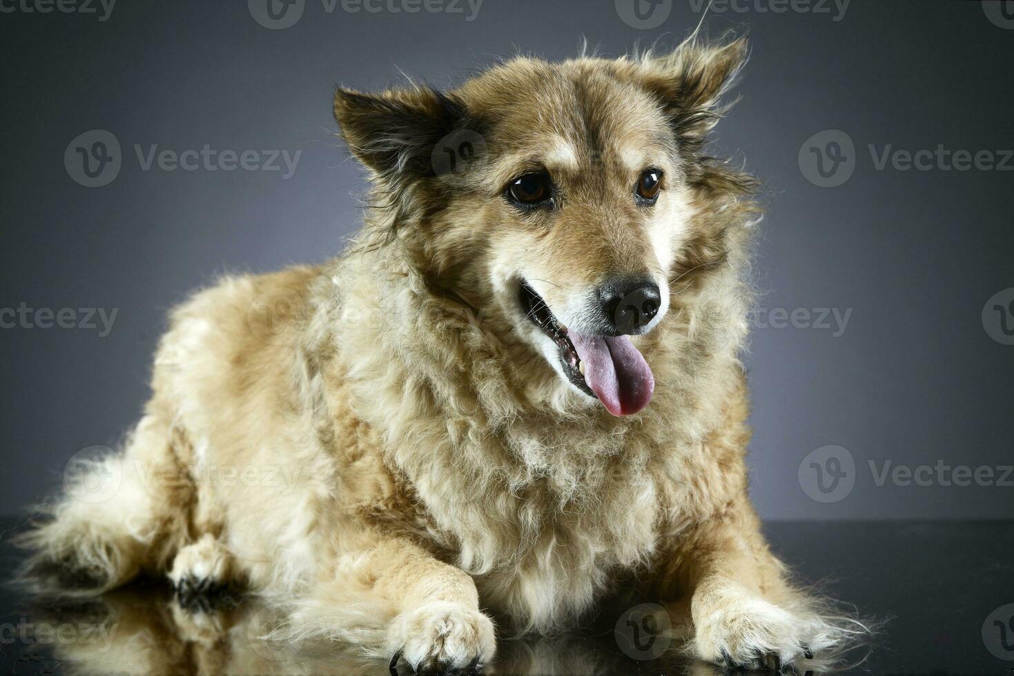 antiguo mezclado raza perro en un oscuro estudio foto