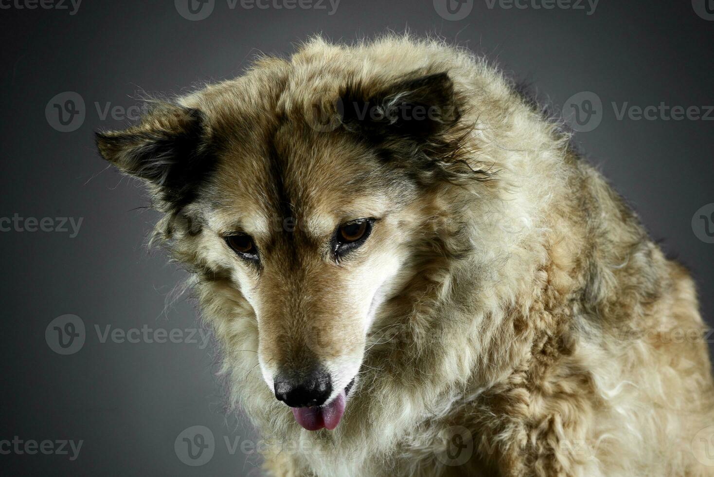 Mixed breed funny dog is relaxing in a dark photo studio