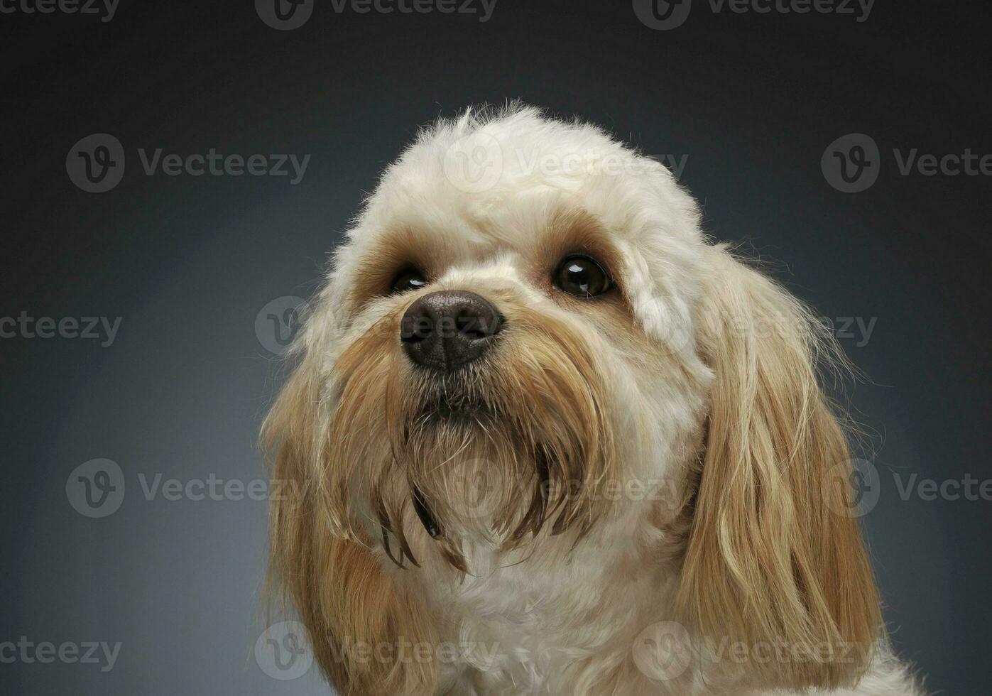 cute havanese portrait in dark background photo