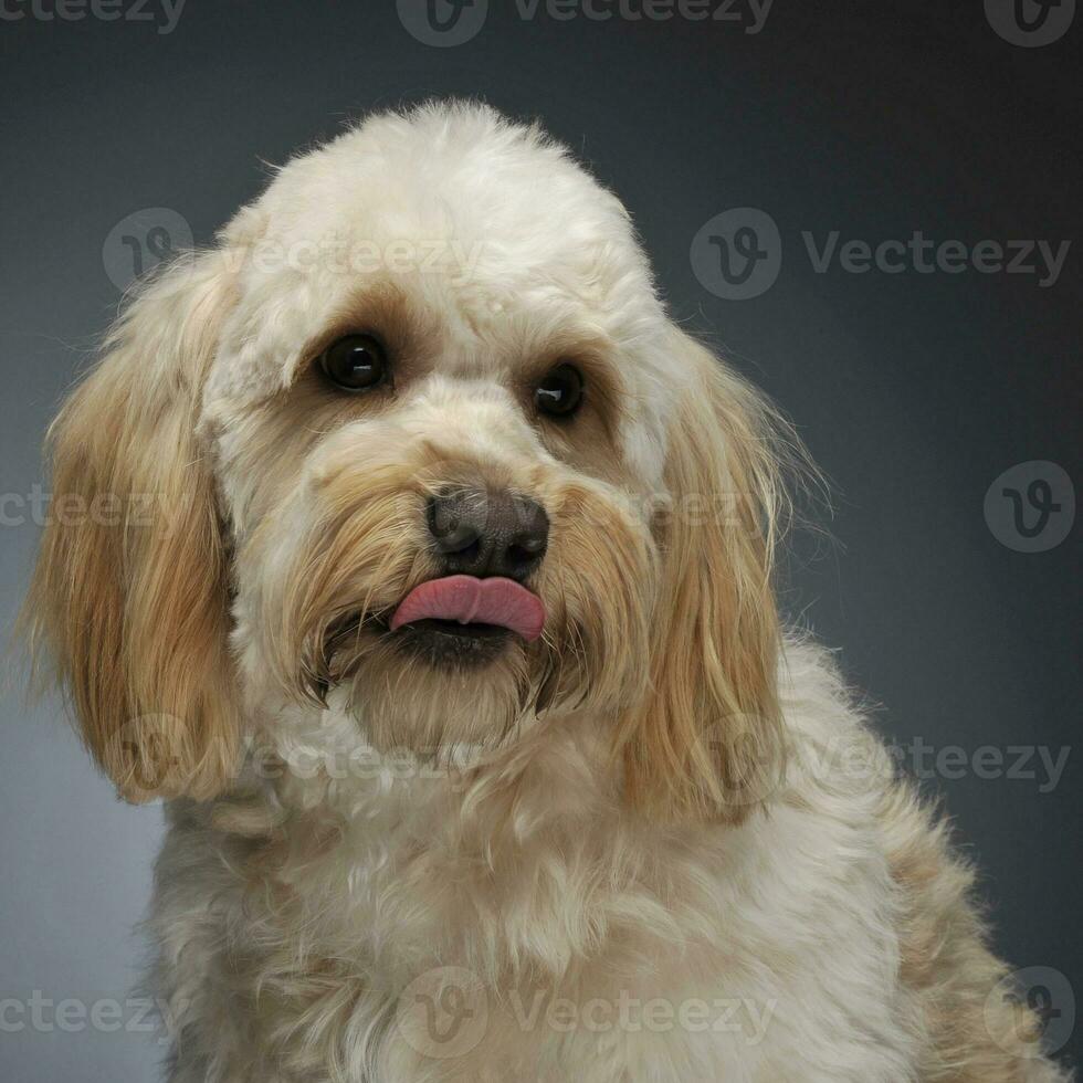 cute havanese portrait in dark background photo